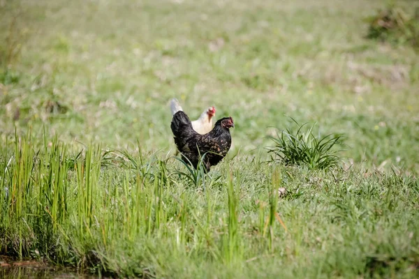 Kycklingar Äter Buske Olika Slag Och Storlekar Gräset Fält — Stockfoto