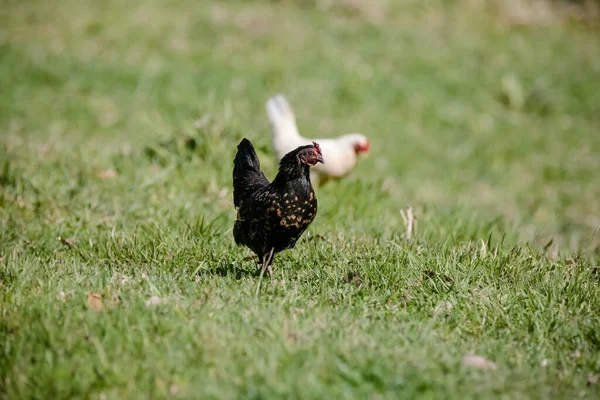 Tavuklar Çeşitli Çalı Büyüklükteki Çimleri Yiyorlar — Stok fotoğraf