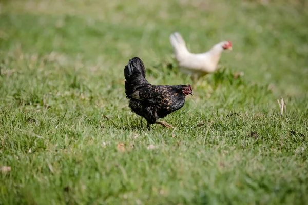 畑の草の上に様々な種類や大きさの茂みを食べる鶏 — ストック写真