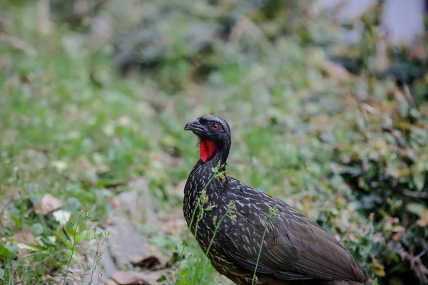 Jacu Penelope Est Genre Oiseaux Craciformes Qui Contient Quinze Espèces — Photo