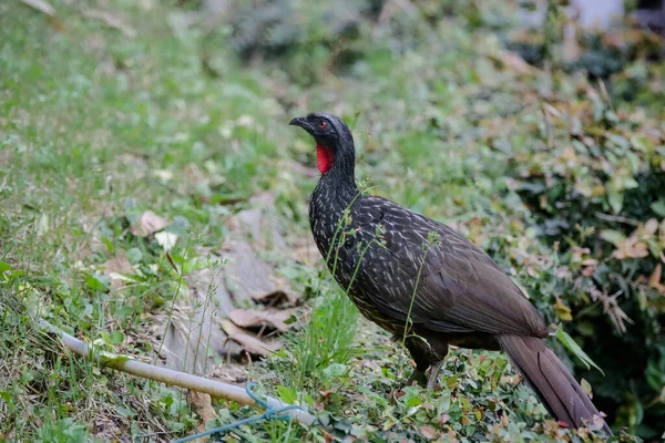 Jacu Penelope Ist Eine Gattung Krabbenförmiger Vögel Die Fünfzehn Arten — Stockfoto