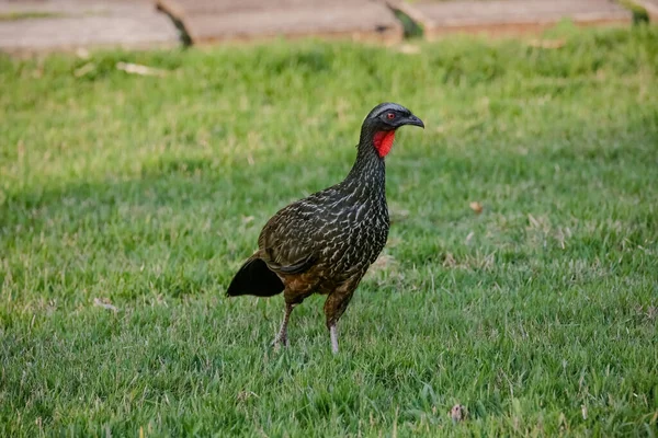 Jacu Penelope Género Aves Craciformes Que Contiene Quince Especies — Foto de Stock