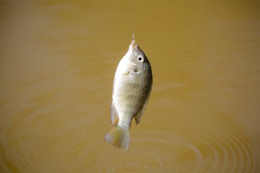 Tilapia, birçok tatlı su ciklet balığının yaygın adıdır.. 