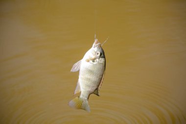 Tilapia, birçok tatlı su ciklet balığının yaygın adıdır.. 