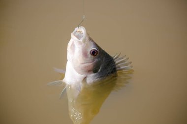 Tilapia, birçok tatlı su ciklet balığının yaygın adıdır.. 