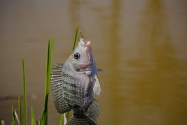 Tilapia, birçok tatlı su ciklet balığının yaygın adıdır.. 
