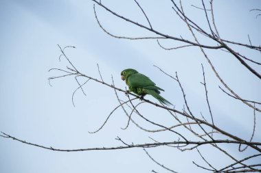 Ağaçtaki yeşil maitaca. Güzel yaz manzarasında mavi gökyüzü..