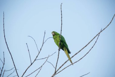 Ağaçtaki yeşil maitaca. Güzel yaz manzarasında mavi gökyüzü..
