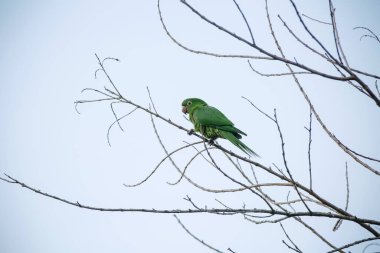 Ağaçtaki yeşil maitaca. Güzel yaz manzarasında mavi gökyüzü..