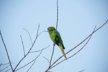 Ağaçtaki yeşil maitaca. Güzel yaz manzarasında mavi gökyüzü..