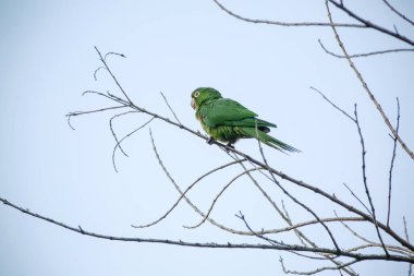Ağaçtaki yeşil maitaca. Güzel yaz manzarasında mavi gökyüzü..
