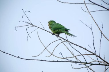 Ağaçtaki yeşil maitaca. Güzel yaz manzarasında mavi gökyüzü..