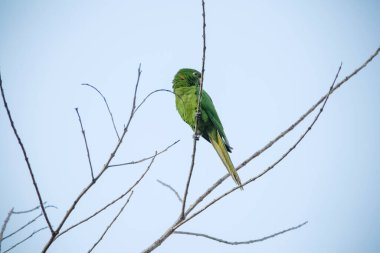 Ağaçtaki yeşil maitaca. Güzel yaz manzarasında mavi gökyüzü..