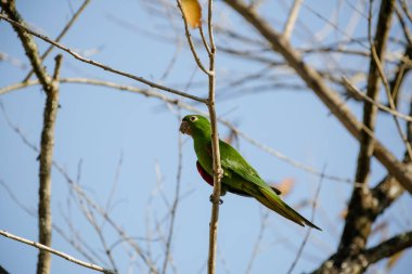 Ağaçtaki yeşil maitaca. Güzel yaz manzarasında mavi gökyüzü..