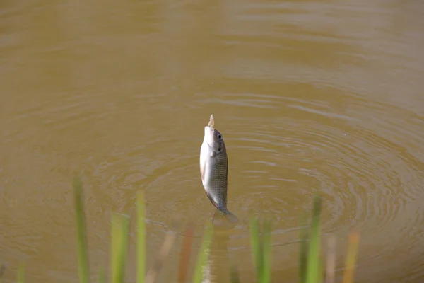 Tilapia Det Vanliga Namnet Flera Arter Sötvatten Cichlid Fisk — Stockfoto