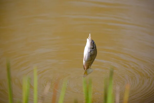 Tilapia Det Vanliga Namnet Flera Arter Sötvatten Cichlid Fisk — Stockfoto