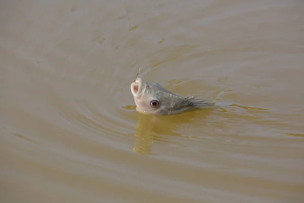 Tilapia Nome Comum Dado Várias Espécies Peixes Ciclídeos Água Doce — Fotografia de Stock