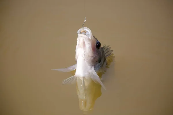 Tilapia Det Vanliga Namnet Flera Arter Sötvatten Cichlid Fisk — Stockfoto