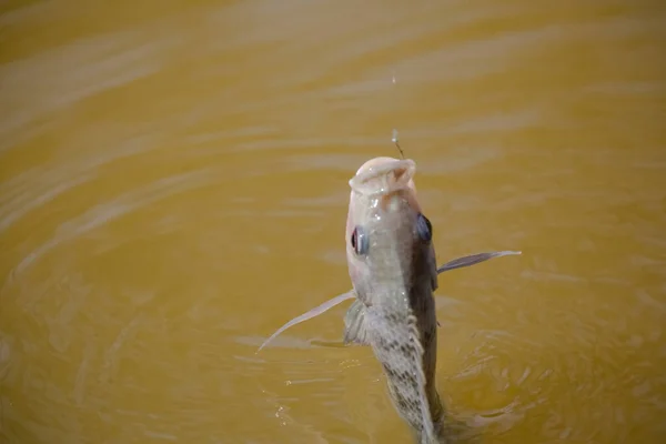 Tilapia Det Vanliga Namnet Flera Arter Sötvatten Cichlid Fisk — Stockfoto