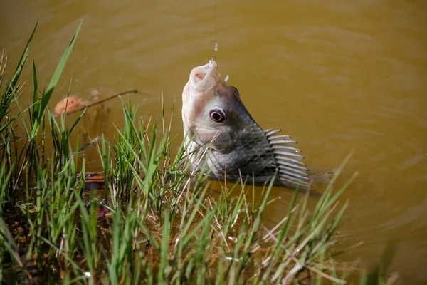 Tilapia Det Vanliga Namnet Flera Arter Sötvatten Cichlid Fisk — Stockfoto