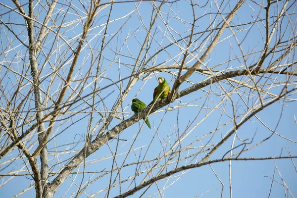 Maitaca Verde Nell Albero Con Cielo Blu Nel Bellissimo Paesaggio — Foto Stock