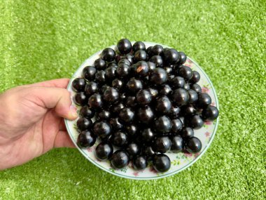 Taze ve parlak Jabuticabas, ayaktan toplanmış, Brezilya 'nın tüm zenginliğini ve otantik lezzetini sergiler. Renk, tazelik ve doğa dolu tropikal meyveler..