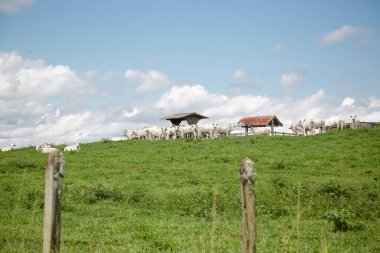 Açık gökyüzünün altındaki yeşil otlaklarda toplanan beyaz sığır sürüsü, Brezilya kırsalının sakinliğini ve çiftlik hayvanlarının gücünü resmediyordu..