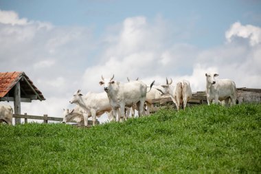 Açık gökyüzünün altındaki yeşil otlaklarda toplanan beyaz sığır sürüsü, Brezilya kırsalının sakinliğini ve çiftlik hayvanlarının gücünü resmediyordu..