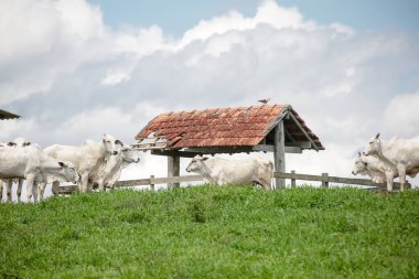 Açık gökyüzünün altındaki yeşil otlaklarda toplanan beyaz sığır sürüsü, Brezilya kırsalının sakinliğini ve çiftlik hayvanlarının gücünü resmediyordu..