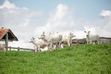 Açık gökyüzünün altındaki yeşil otlaklarda toplanan beyaz sığır sürüsü, Brezilya kırsalının sakinliğini ve çiftlik hayvanlarının gücünü resmediyordu..