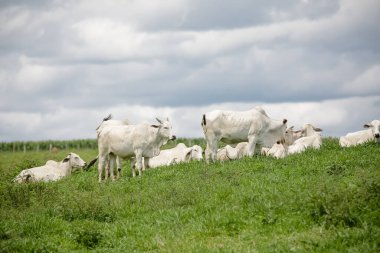 Açık gökyüzünün altındaki yeşil otlaklarda toplanan beyaz sığır sürüsü, Brezilya kırsalının sakinliğini ve çiftlik hayvanlarının gücünü resmediyordu..