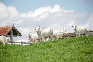 Açık gökyüzünün altındaki yeşil otlaklarda toplanan beyaz sığır sürüsü, Brezilya kırsalının sakinliğini ve çiftlik hayvanlarının gücünü resmediyordu..