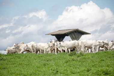 Açık gökyüzünün altındaki yeşil otlaklarda toplanan beyaz sığır sürüsü, Brezilya kırsalının sakinliğini ve çiftlik hayvanlarının gücünü resmediyordu..