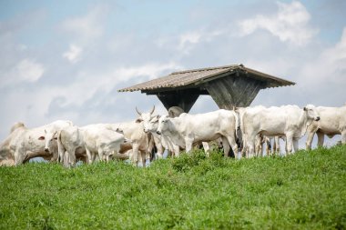 Açık gökyüzünün altındaki yeşil otlaklarda toplanan beyaz sığır sürüsü, Brezilya kırsalının sakinliğini ve çiftlik hayvanlarının gücünü resmediyordu..