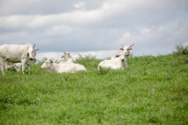 Açık gökyüzünün altındaki yeşil otlaklarda toplanan beyaz sığır sürüsü, Brezilya kırsalının sakinliğini ve çiftlik hayvanlarının gücünü resmediyordu..