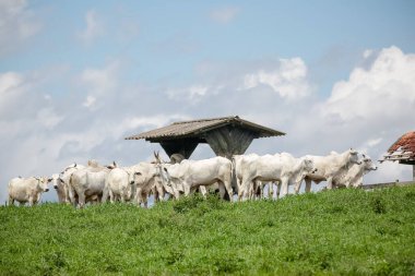 Açık gökyüzünün altındaki yeşil otlaklarda toplanan beyaz sığır sürüsü, Brezilya kırsalının sakinliğini ve çiftlik hayvanlarının gücünü resmediyordu..