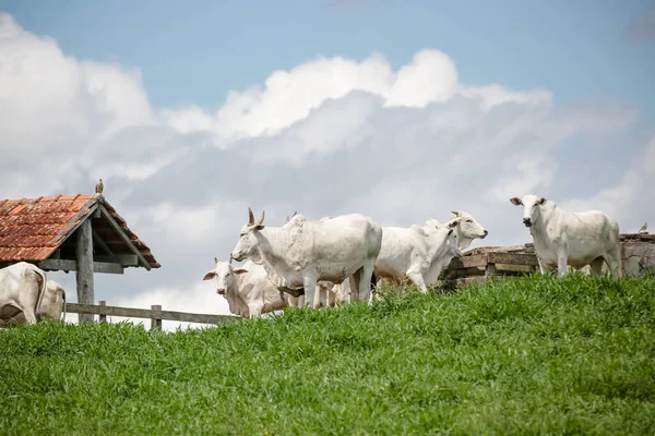 Açık gökyüzünün altındaki yeşil otlaklarda toplanan beyaz sığır sürüsü, Brezilya kırsalının sakinliğini ve çiftlik hayvanlarının gücünü resmediyordu..