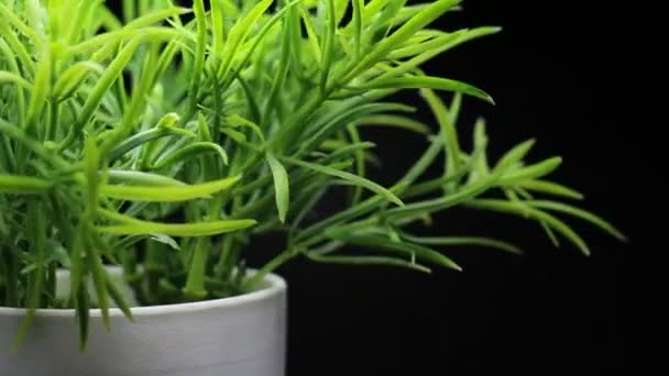 Hierba de planta verde en una maceta blanca girando — Vídeos de Stock