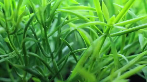 Groene Plant gras roteren — Stockvideo