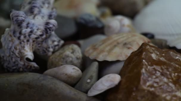 Pierres de mer et coquilles d'huîtres 
