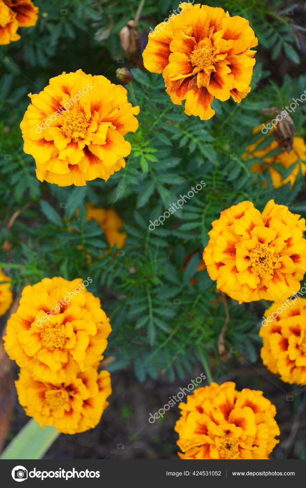 小さな緑の葉を持つウクライナの秋の珍しいとお祝いの通りの花 ウクライナの土壌で成長している赤とオレンジのchernobrivtsiは ドニプロの街の通りに沿って成長 ストック写真 C Dashaketti