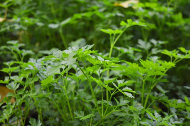 Lezzetli ve sulu sonbahar yeşillikleri, yeşil maydanoz, bahçede büyüyen maydanoz yatakları..