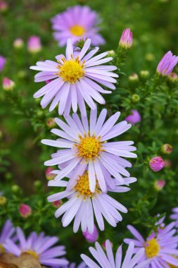 Septençenenin narin mor ve pembe çiçekleri sonbahar güneşi tarafından aydınlatılır. Parlak bir yapıya sahip olağandışı çiçekler alçak bir çalılıkta yetişir..