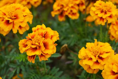 Ulusal Ukrayna sonbaharı küçük yeşil yapraklı alışılmadık ve şenlikli sokak çiçekleri. Ukrayna topraklarında yetişen kırmızı ve turuncu Çernobil, Dnipro şehrinin sokakları boyunca büyüyor..