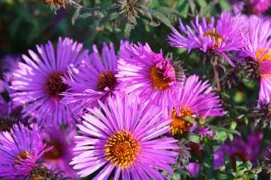 Renkli ve büyüleyici mor, sonbahar güneşiyle parlayan pembe septenli çiçekler. Küçük broşürleri olan bu çiçekler uzun, yoğun bir çalılıkta yetişir..