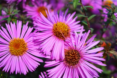Renkli ve büyüleyici mor, sonbahar güneşiyle parlayan pembe septenli çiçekler. Küçük broşürleri olan bu çiçekler uzun, yoğun bir çalılıkta yetişir..