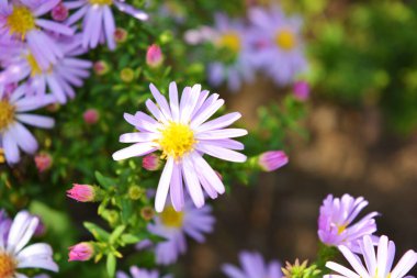 Septençenenin narin mor ve pembe çiçekleri sonbahar güneşi tarafından aydınlatılır. Parlak bir yapıya sahip olağandışı çiçekler alçak bir çalılıkta yetişir..