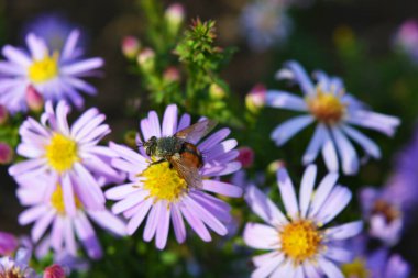 Septençenenin narin mor ve pembe çiçekleri sonbahar güneşi tarafından aydınlatılır. Parlak bir yapıya sahip olağandışı çiçekler alçak bir çalılıkta yetişir..