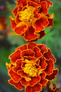 Ulusal Ukrayna sonbaharı küçük yeşil yapraklı alışılmadık ve şenlikli sokak çiçekleri. Ukrayna topraklarında yetişen kırmızı ve turuncu Çernobil, Dnipro şehrinin sokakları boyunca büyüyor..