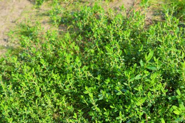 Parlak ve renkli çimenler, peyzaj, çayırda büyüyen yabani otlar. Bitkiler, toprak ve lanshawt ekim ayındaki sonbahar güneşi tarafından aydınlatıldı..